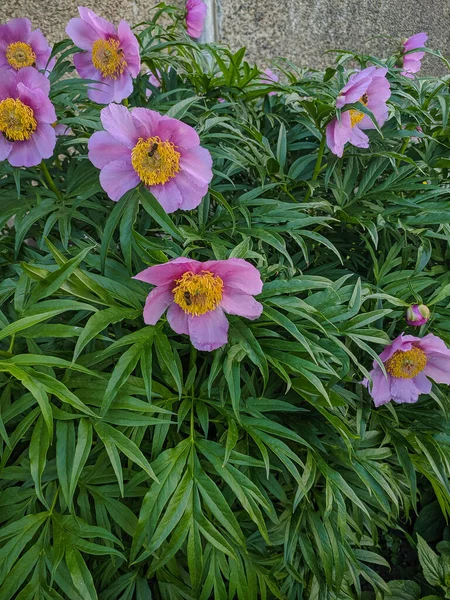 Fioritura Fiori Rosa Con Stami Gialli Sono Circondati Erba Verde — Foto Stock