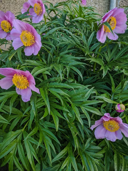 Fioritura Fiori Rosa Con Stami Gialli Sono Circondati Erba Verde — Foto Stock