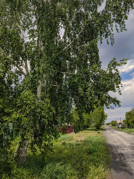 Pueblo Ruso Borde Carretera Gran Abedul Kamen Obi Altai Rusia —  Fotos de Stock