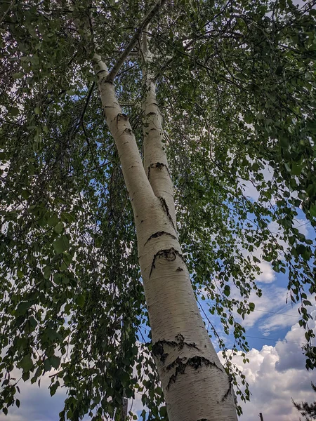Trunk White Birch Rising Height Blue Sky Kamen Obi Altai — Stock Photo, Image