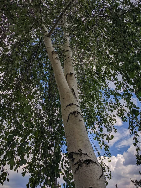 Kofferten Vit Björk Som Stiger Till Höjd Mot Blå Himmel — Stockfoto