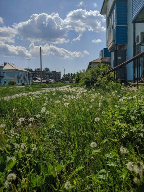 Kamen-na-Obi, Altai, Rusya 'daki evin yakınındaki mavi gökyüzüne karşı yeşil çimlerde karahindibalar.