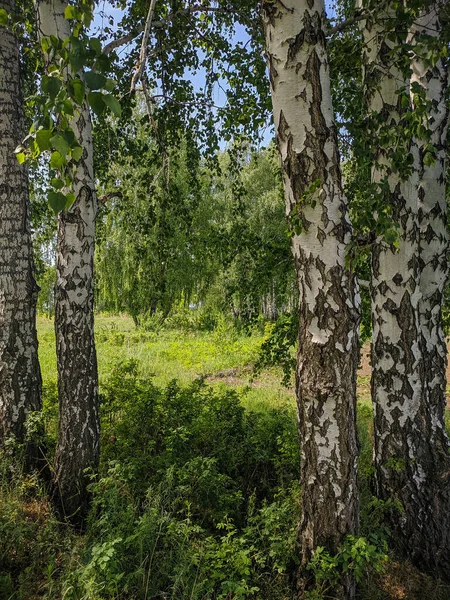 Белые Березы Растут Окружении Зеленой Травы Камень Оби Алтай Россия — стоковое фото