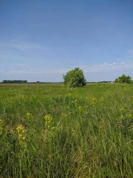 Kamen Obi Altai Rusia Mayo 2020 Campo Verde Cielo Azul —  Fotos de Stock