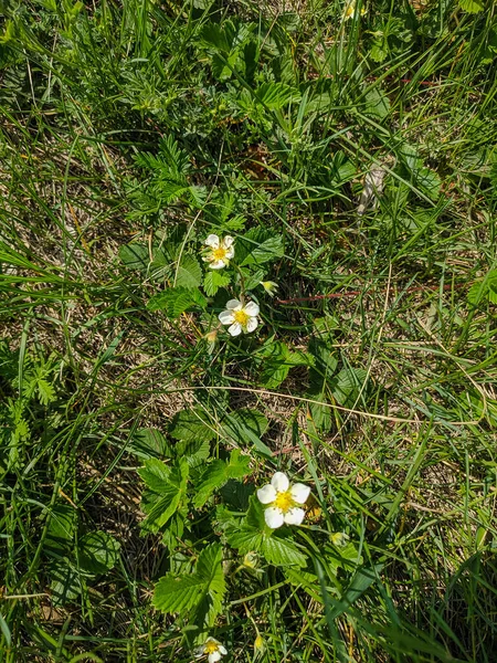 Kamen Obi Altai Russia Maggio 2020 Fiori Bianchi Fragole Selvatiche — Foto Stock