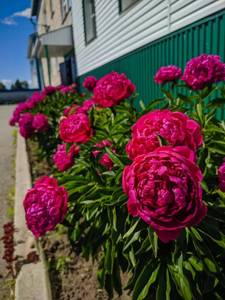 Kamen Obi Altai Russia Maggio 2020 Grandi Boccioli Peonia Rosa — Foto Stock