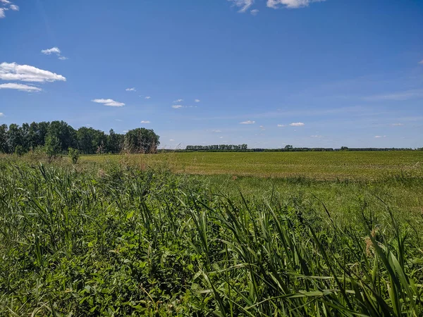 Kamen Obi Altai Rússia Maio 2020 Ilimitado Campo Verde Céu — Fotografia de Stock