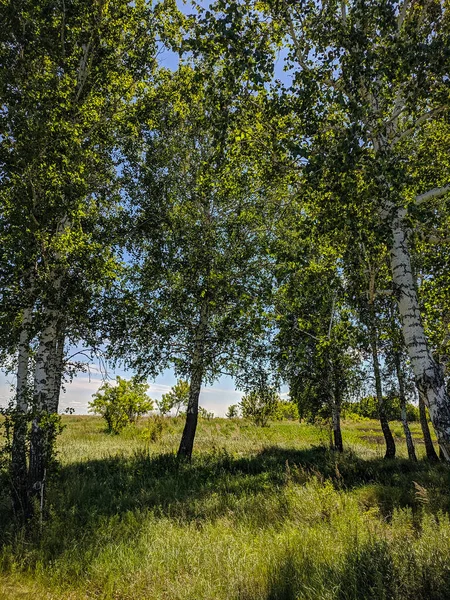 Kamen Obi Altai Russia May 2020 Birch Trees Stand Field — 스톡 사진