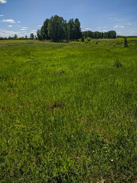 Kamen Obi Altai Rússia Maio 2020 Ilimitado Campo Verde Céu — Fotografia de Stock