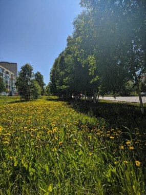 Noyabrsk, Rusya - 30 Mayıs 2020: Yeşil çimenlerde sarı karahindibalar yetişir.