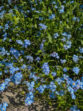 Noyabrsk, Rusya - 30 Mayıs 2020: Yeşil çimlerde mavi unutma beni çiçekleri.