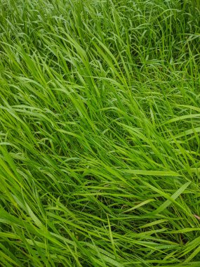 Noyabrsk, Rusya - 30 Mayıs 2020: Yağmurdan sonra yeşil çimen.