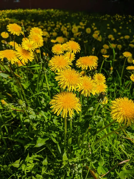 Noyabrsk Rusland Mei 2020 Gele Paardebloemen Groeien Het Groene Gras — Stockfoto