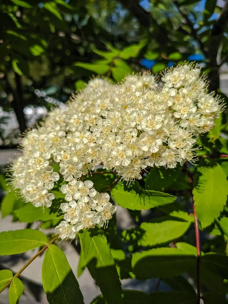 Noyabrsk Ρωσία Μαΐου 2020 Λευκά Λουλούδια Rowan Πράσινα Φύλλα — Φωτογραφία Αρχείου