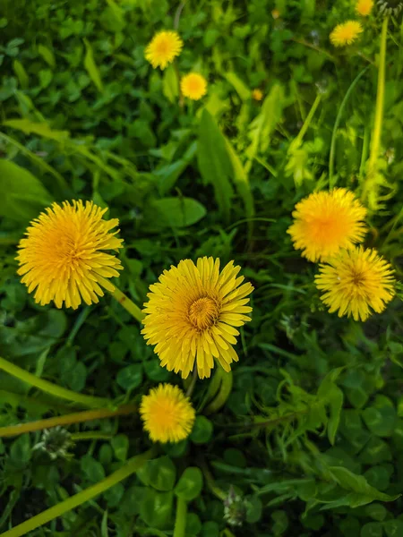 Noyabrsk Russia May 2020 Yellow Dandelions Grow Green Grass — Stock Photo, Image