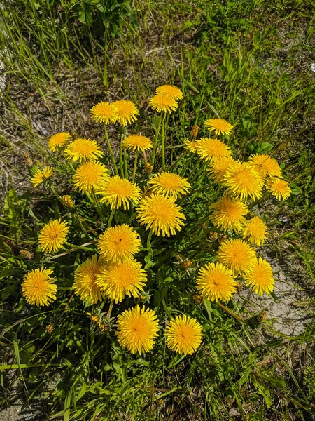 Noyabrsk Rusland Mei 2020 Gele Paardebloemen Groeien Het Groene Gras — Stockfoto