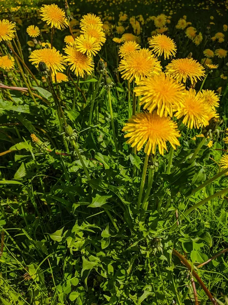 Noyabrsk Rusland Mei 2020 Gele Paardebloemen Groeien Het Groene Gras — Stockfoto