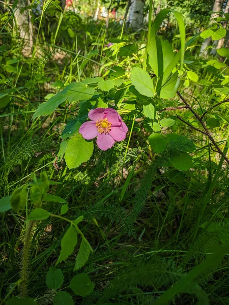 俄罗斯诺亚布斯克 2020年5月30日 绿色草地上的粉色蔷薇花 — 图库照片