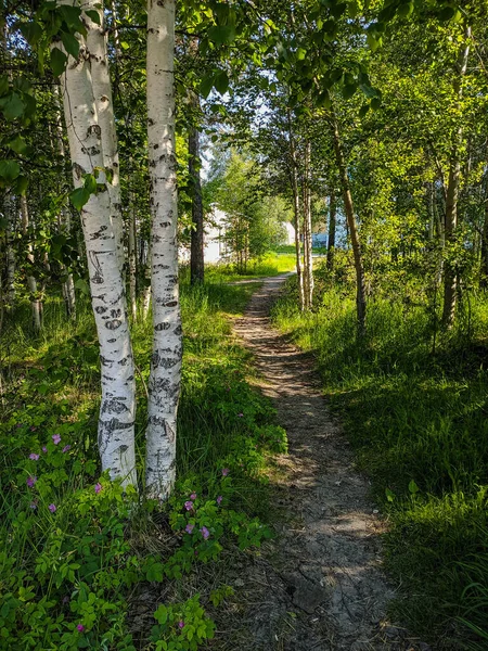 Noyabrsk Rússia Maio 2020 Caminho Florestal Passa Perto Dos Bétulas — Fotografia de Stock