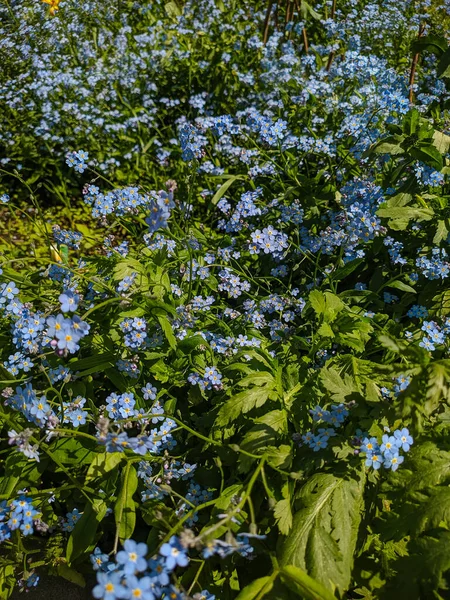 俄罗斯Noyabrsk 2020年5月30日 绿色草丛中的蓝色遗忘之花 — 图库照片