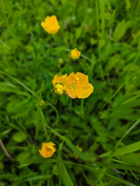 Noyabrsk Rússia Maio 2020 Flores Amarelas Grama Verde Fechar — Fotografia de Stock