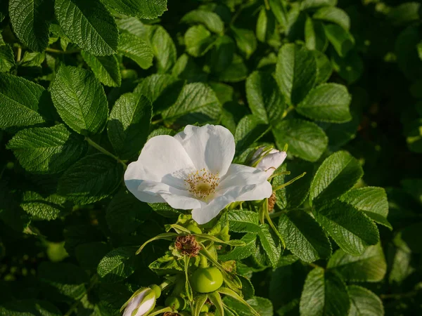 Bourgeon Rose Blanc Ouvert Sur Arbuste Vert Gros Plan — Photo