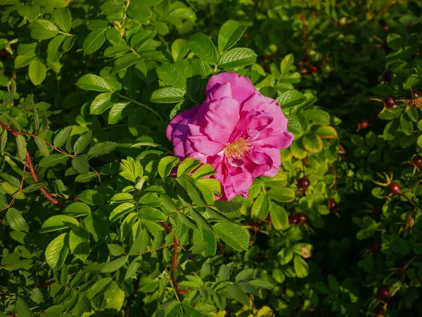 Bocciolo Rosa Rossa Aperta Arbusto Verde Primo Piano — Foto Stock