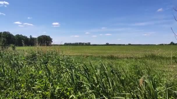 Kamen Obi Altai Russia May 2020 Boundless Green Field Blue — Stock Video