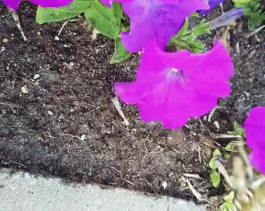 Noyabrsk, Rusya - 15 Ağustos 2020: Bir boynuzlu güve şahini yaz gününde nektar aramak için pembe çiçeğin üzerinden uçuyor.. 