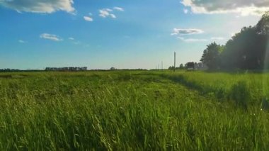 Noyabrsk, Rusya - 15 Ağustos 2020: Sarı-siyah çizgili yaban arısı yonca çiçeğinden nektar toplar. Yakın plan.