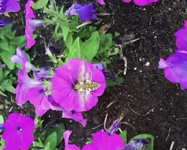 ロシアのノイヤブスク 2020年8月15日 夏の日に蜜を探してピンクの花の上を飛行中のクローズアップ1つの角虫蛾 — ストック動画