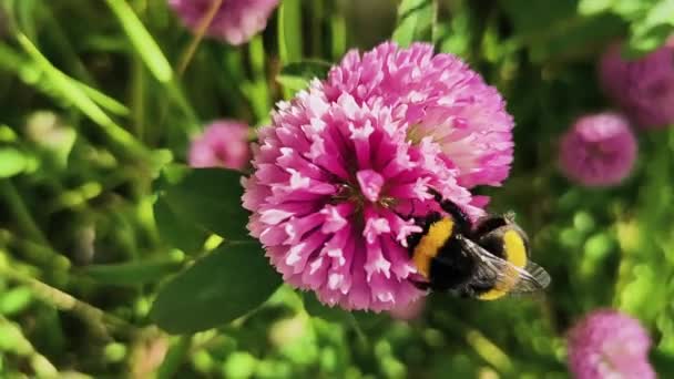 러시아의 2020 줄무늬 호박벌이 클로버 꽃에서 화밀을 모은다 클로즈업 — 비디오