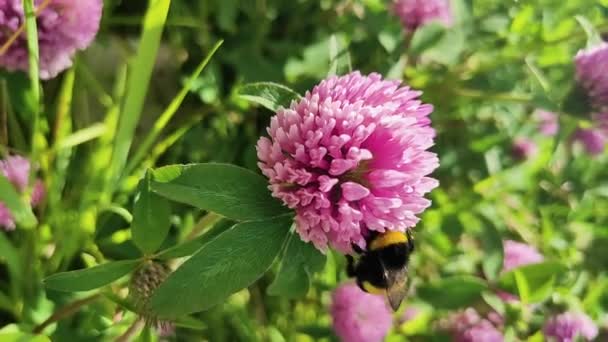 Noyabrsk Rusia Agustus 2020 Seekor Lebah Hitam Kuning Mengumpulkan Nektar — Stok Video