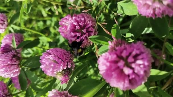 Noyabrsk Rusland Augustus 2020 Een Geel Zwarte Gestreepte Hommel Verzamelt — Stockvideo