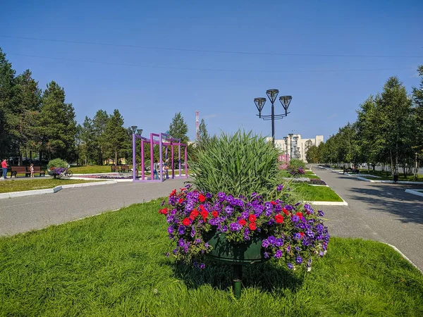 Noyabrsk Russia August 2020 Petunias Petunia Hybrida Plastic Pot City — Stock Photo, Image