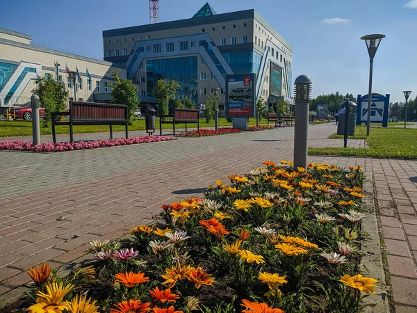러시아의 2020 여름과 가을에 도시의 꽃밭에서 주황색과 노란색 베라가 피어나는 — 스톡 사진