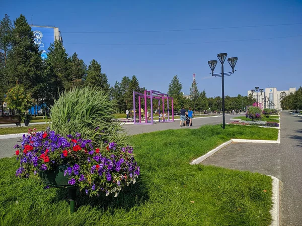 Noyabrsk Ryssland Augusti 2020 Petunias Petunia Hybrida Plastkruka Stadspark Blomsterarrangemang — Stockfoto