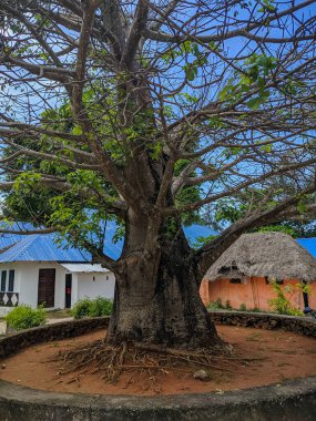 Zanzibar, Tanzanya - 4 Aralık 2019: Meydanın ortasında küçük bir baobab, yerel bir otelin arka planına karşı beton bir kase içinde duruyor. Dikey.