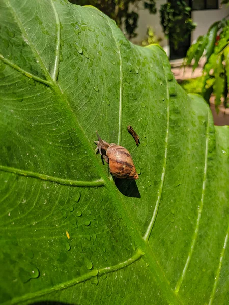 Zanzibar Tanzania December 2019 Snail Crawling Large Green Juicy Leaf — Stock Photo, Image