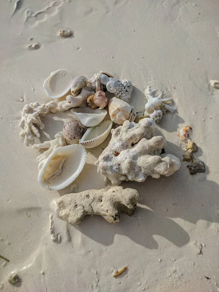 Sansibar Tansania Dezember 2019 Große Muscheln Und Korallen Liegen Zusammen — Stockfoto