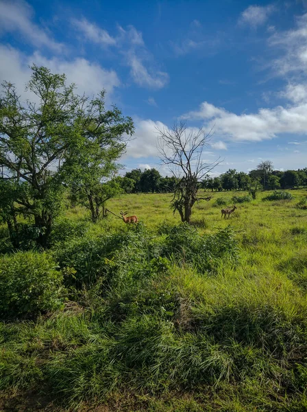 Mikumi Tanzania December 2019 Beautiful Bright African Savanna Blue Sky — стоковое фото