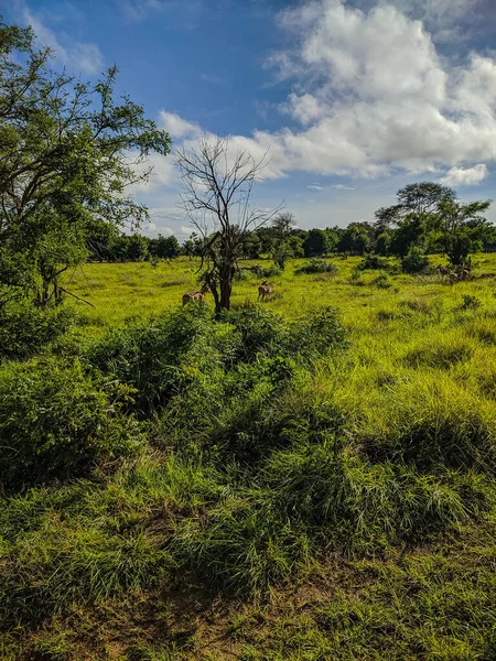 Mikumi Tanzanie Prosince 2019 Krásná Světlá Africká Savana Proti Modré — Stock fotografie