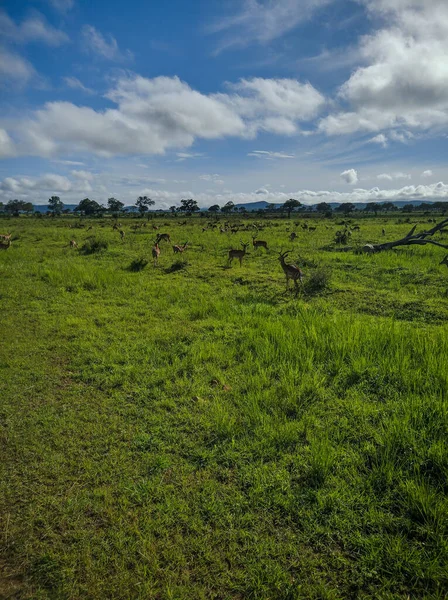 Mikumi Tanzânia Dezembro 2019 Bela Brilhante Savana Africana Contra Céu — Fotografia de Stock