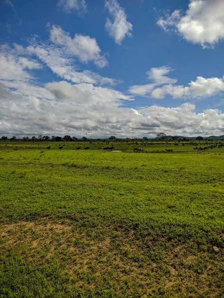 Микуми Танзания Декабря 2019 Года Вдалеке Африканские Буйволы Ходят Зеленой — стоковое фото
