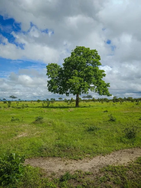 Mikumi Tanzânia Dezembro 2019 Uma Única Bela Árvore Africana Savana — Fotografia de Stock