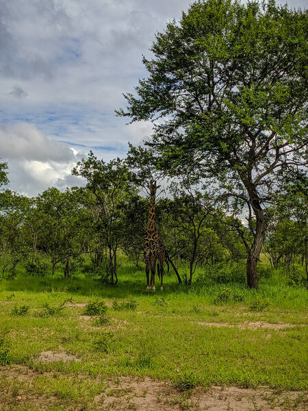 Mikumi, Tanzania - December 6, 2019: a lone young spotted beautiful African giraffe eats the leaves of trees in the savanna, Mikumi national Park. Vertical.