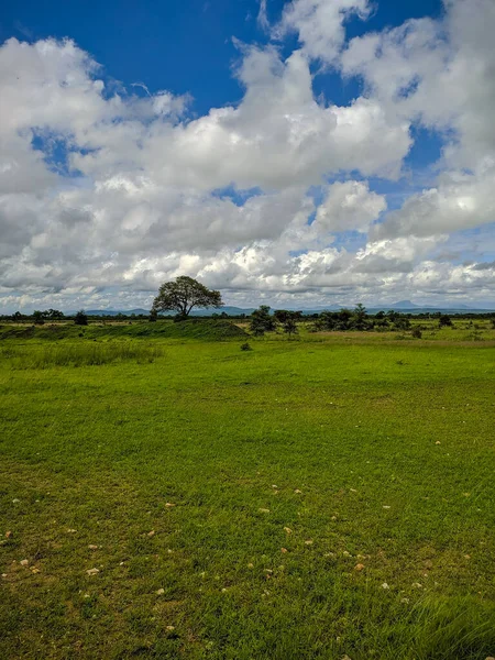 탄자니아 2019 공원에서 아프리카 나무들이 하늘을 배경으로 사바나의 아름다운 수직적 — 스톡 사진