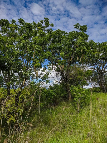Микуми Танзания Декабря 2019 Года Соцветие Древесных Плодов Kigelia Affa — стоковое фото