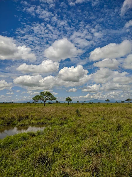 Mikumi Tanzania Грудня 2019 Красивий Вид Зелену Савану Африканськими Деревами — стокове фото