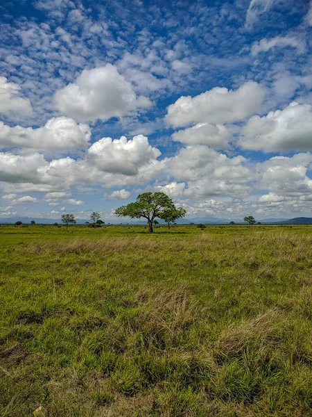 Mikumi Tanzania Grudnia 2019 Piękny Widok Zieloną Sawannę Afrykańskimi Drzewami — Zdjęcie stockowe